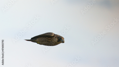 Falcone pellegrino (Falco peregrinus) in picchiata ad ali chiuse su sfondo chiaro cielo,primo piano photo
