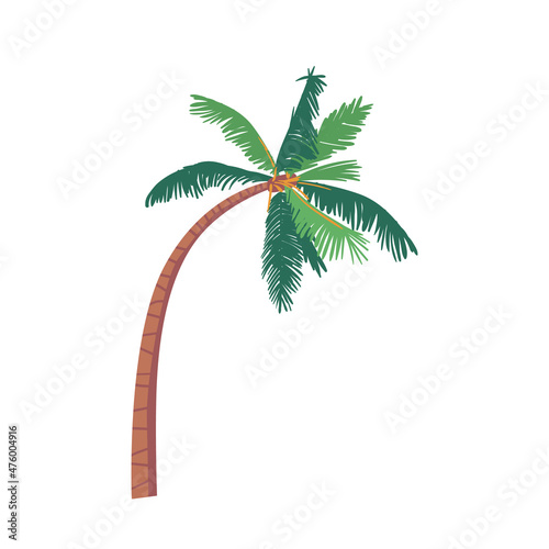 Coconut Palm Tree with Green Leaves and Bent Trunk Isolated on White Background. Tropical Plant  Single Natural Object