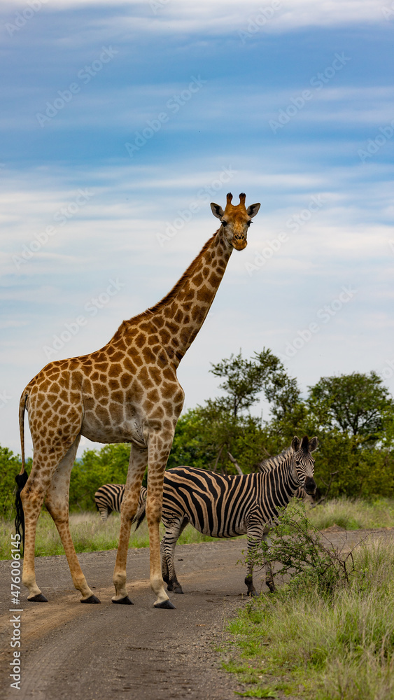 Obraz premium A giraffe and zebra in the road