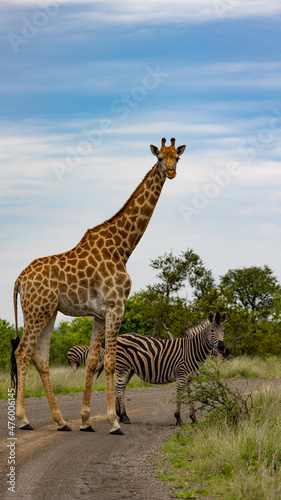 A giraffe and zebra in the road © Jurgens