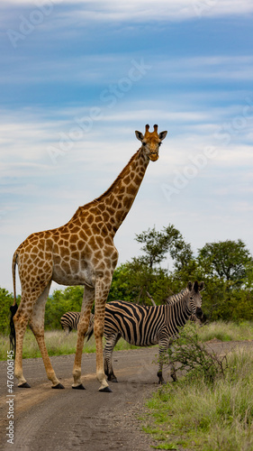 A giraffe and zebra in the road