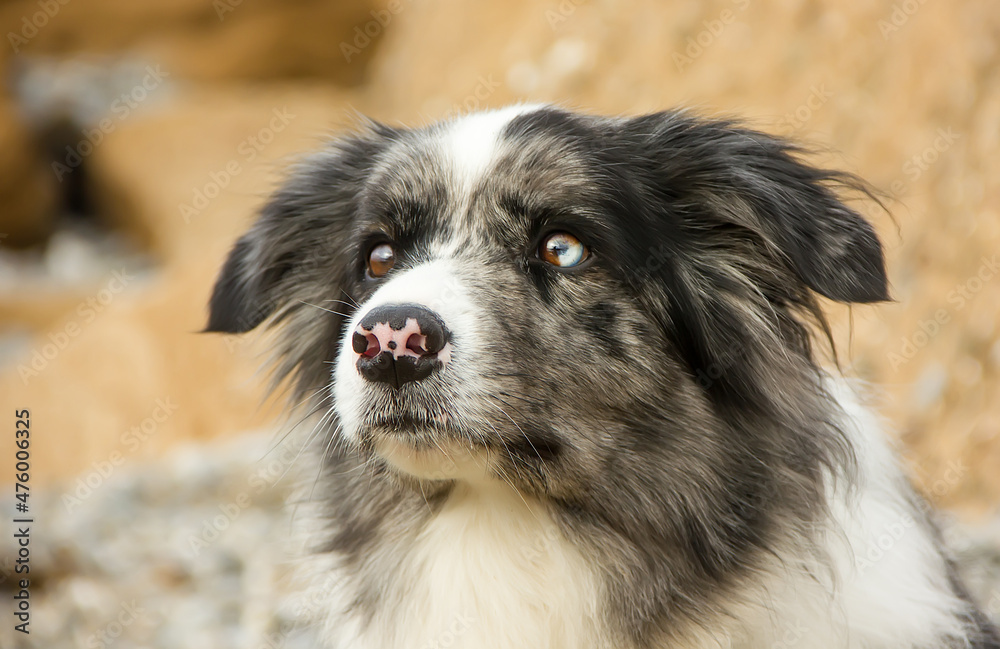 Beautiful Portrait of a Border Collie Dog.