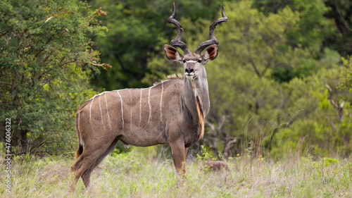 a huge kudu bull in the wild photo