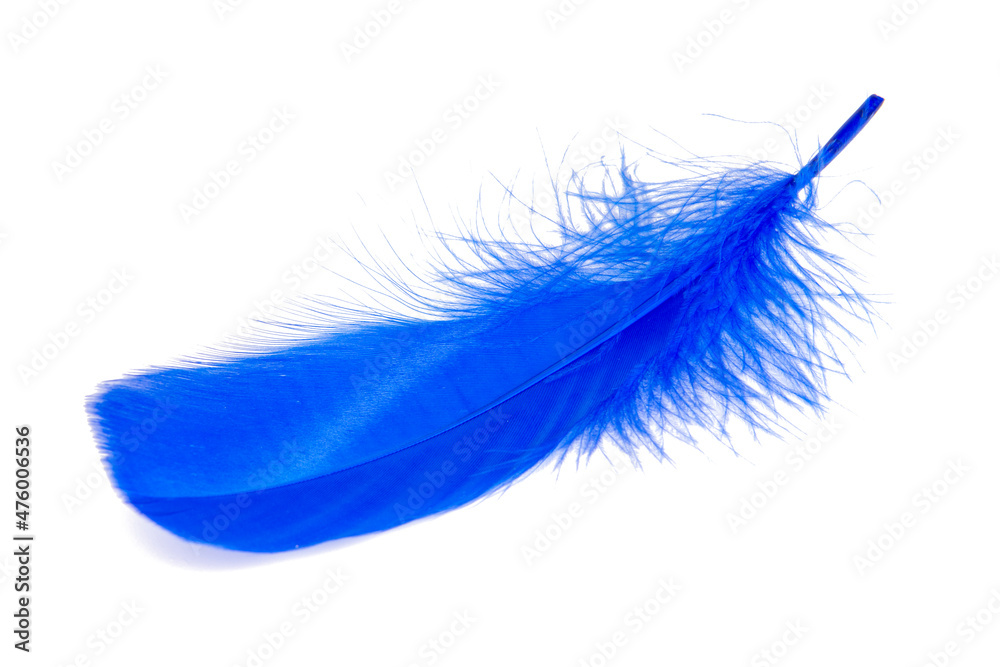 Blue elegant feather soft isolated on the white background