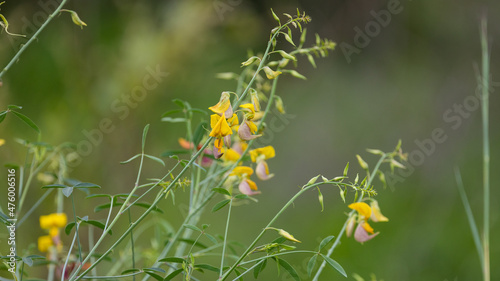 Wild flowers in Kruger National Park © Jurgens