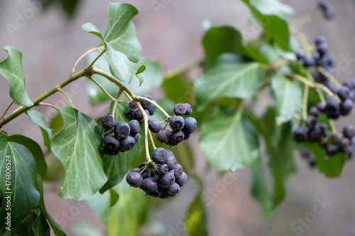 Bilde på lerret Selective focus shot of a Nightshade plant growing in the garden