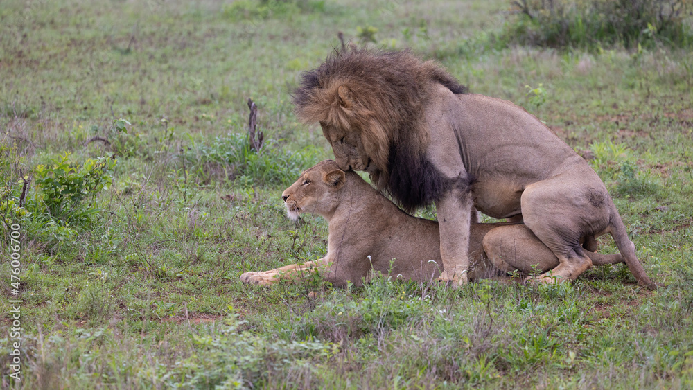 a pair of mating lions a pair of mating lions
