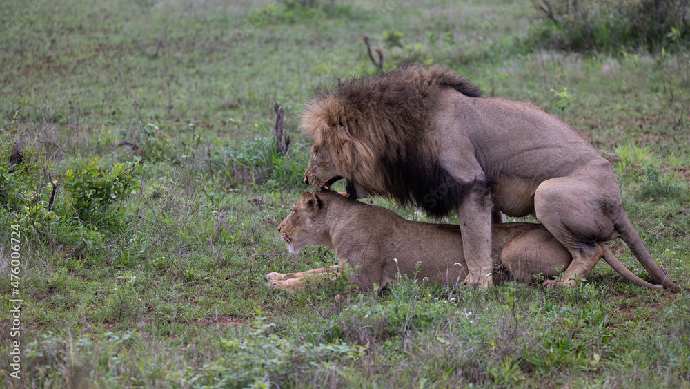 a pair of mating lions a pair of mating lions