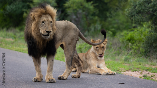 a mating pair of lions