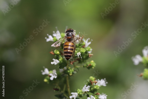 春の庭に咲くオレガノの白い花の蜜を吸うミツバチ © 俊朗 浅川