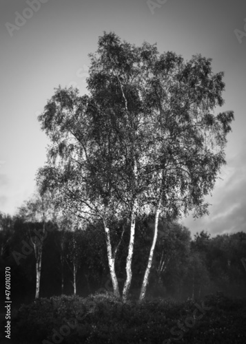 Silver birch tree growing on the heath stylised portrait