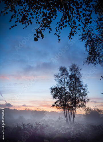 Silver birch tree in silhouette as the sun rises over the heath