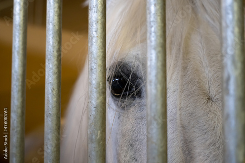 A beautiful white horse peers through the bars of its stall