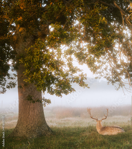 Fallow deer stag rests under an English oak tree