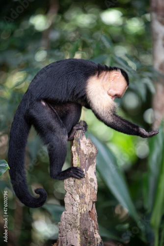 Panamanian White-faced Capuchin