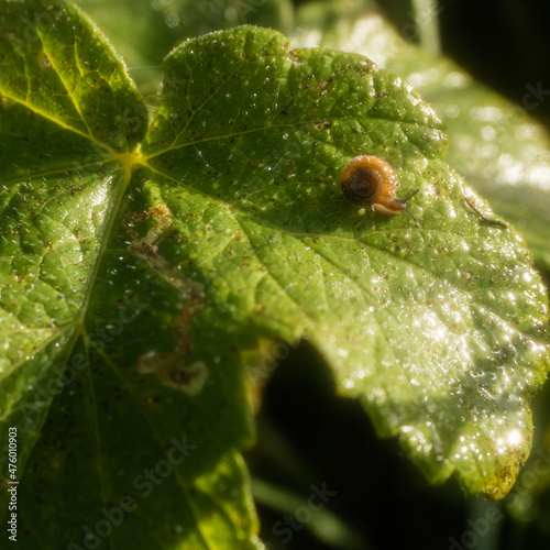 Hairy Snail crawls across a green leaf in the sun