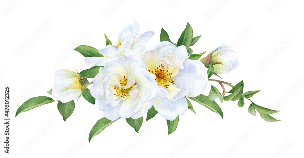 Floral garland of the white wild roses, buds and leaves hand drawn in watercolor isolated on a white background. Botanical illustration. Floral garland of the white wild roses, buds and leaves hand drawn in watercolor isolated on a white background. Botanical illustration.
