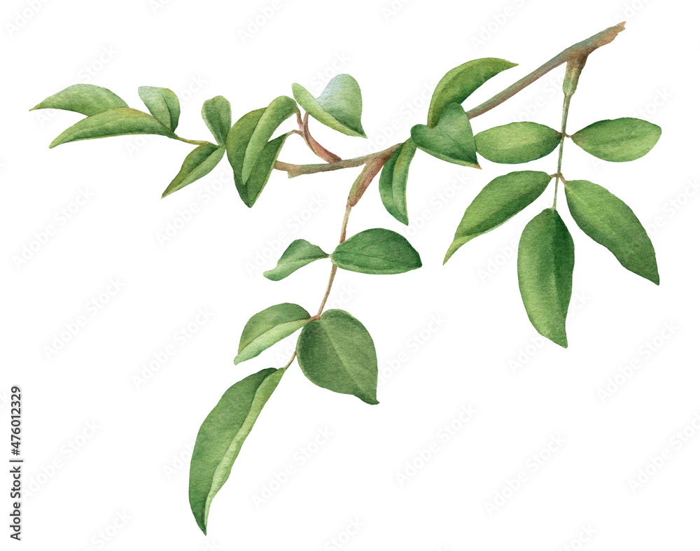 Rose plant branch with green leaves hand drawn in watercolor isolated on a white background. Watercolor floral illustration.