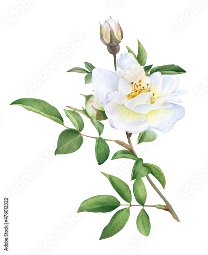 The floral illustration of the white wild rose and buds on the leafed branch hand drawn in watercolor isolated on a white background. Botanical illustration.