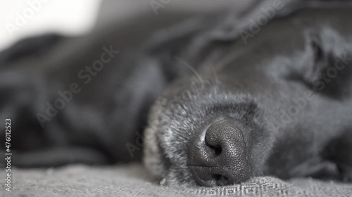 black wet nose of sleeping labrador retriever dog