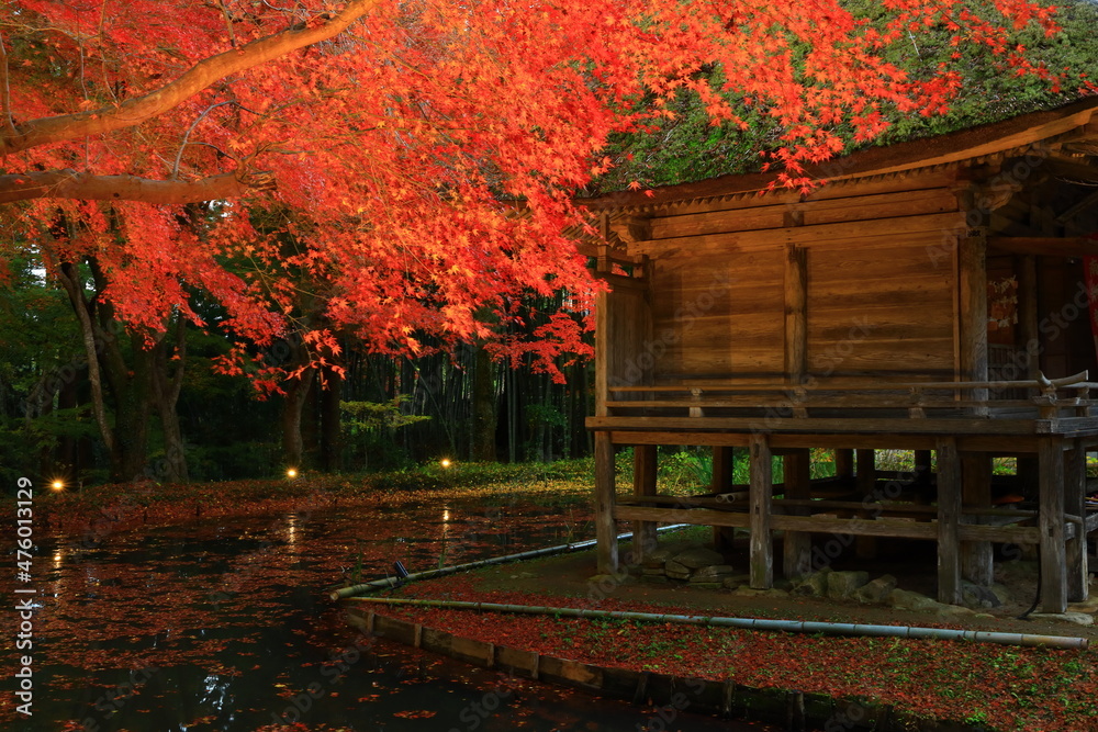 Obraz premium 世界遺産 岩手県平泉町 中尊寺 紅葉のライトアップ