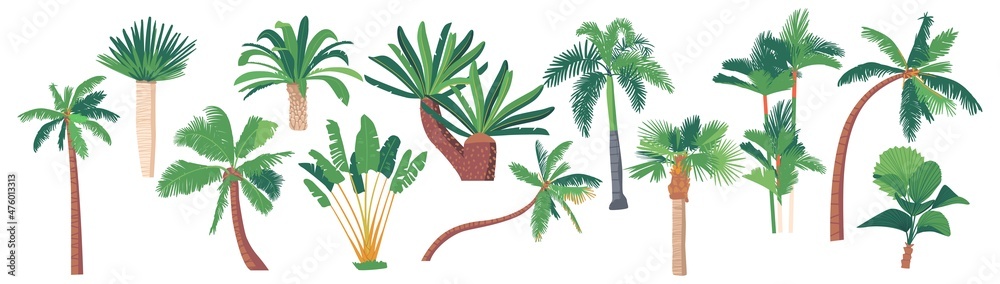Palm Trees, Banana, Coconut Tropical Plants Graphic Design Elements on White Background. Jungle and Rainforest Flora - obrazy, fototapety, plakaty 