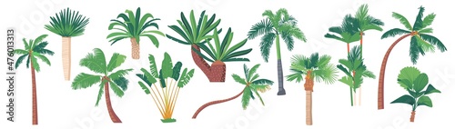 Palm Trees  Banana  Coconut Tropical Plants Graphic Design Elements on White Background. Jungle and Rainforest Flora