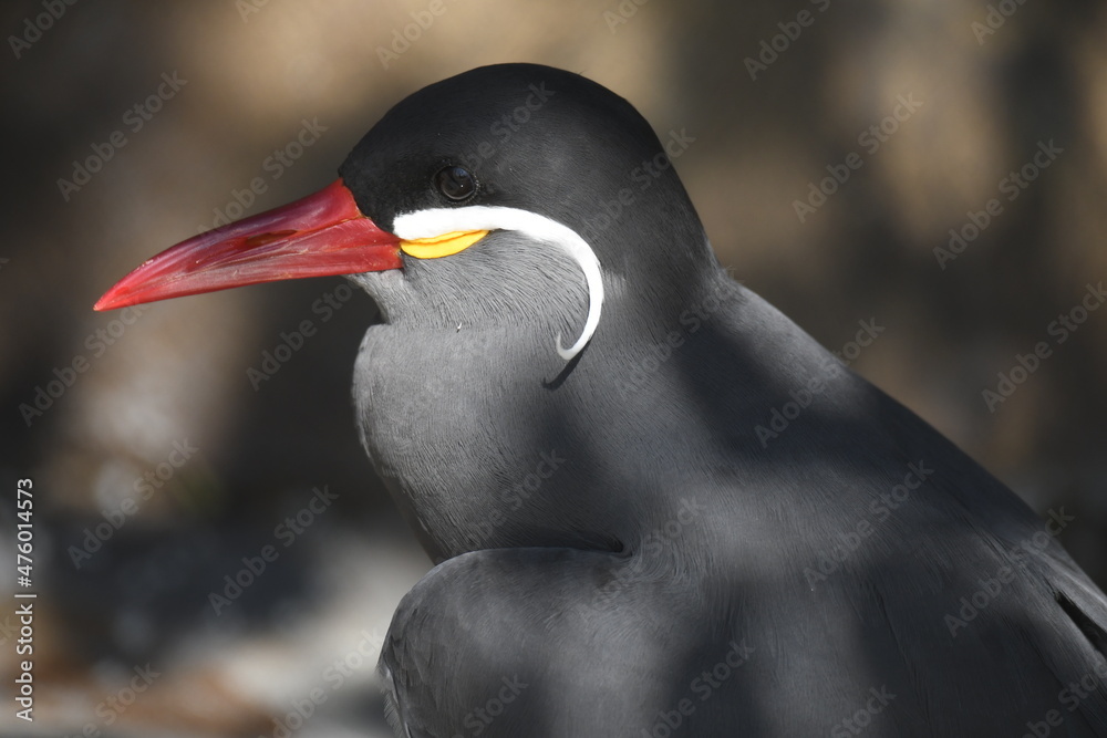 Naklejka premium インカアジサシ