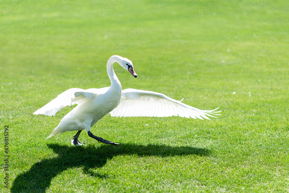 graceful white swan walks on the grass, beautifully spread its wings graceful white swan walks on the grass, beautifully spread its wings