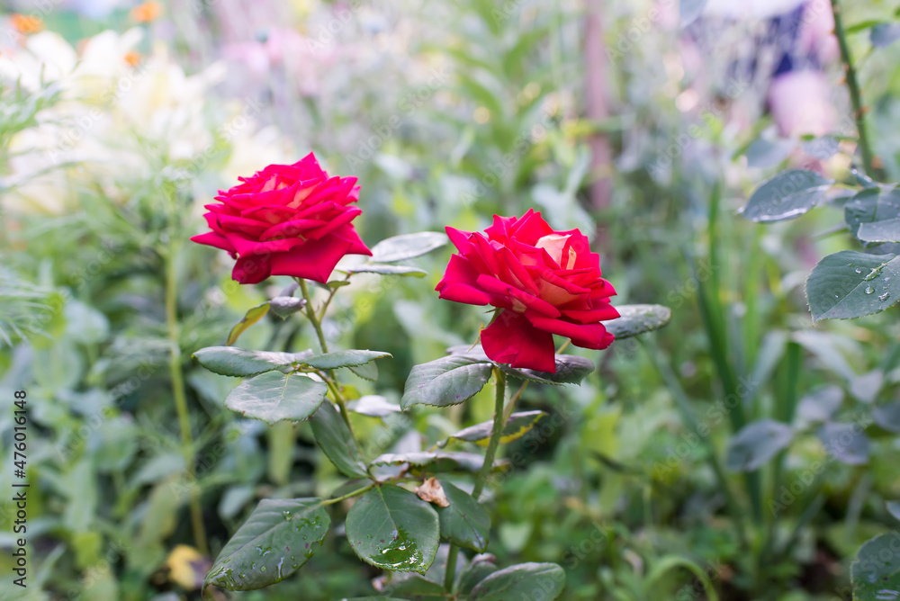 Red rose flower on the background of blurred flower plants in the rosary. Nature. Spring floral background.	