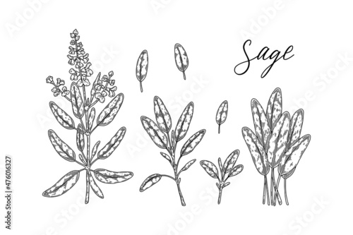 Set of hand drawn sage branches and leaves. Vector illustration in sketch style