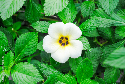 Beautiful flower white yellow in the morning