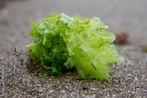 Foto Ulva lactuca, sea salad, edible green seaweed on the shore