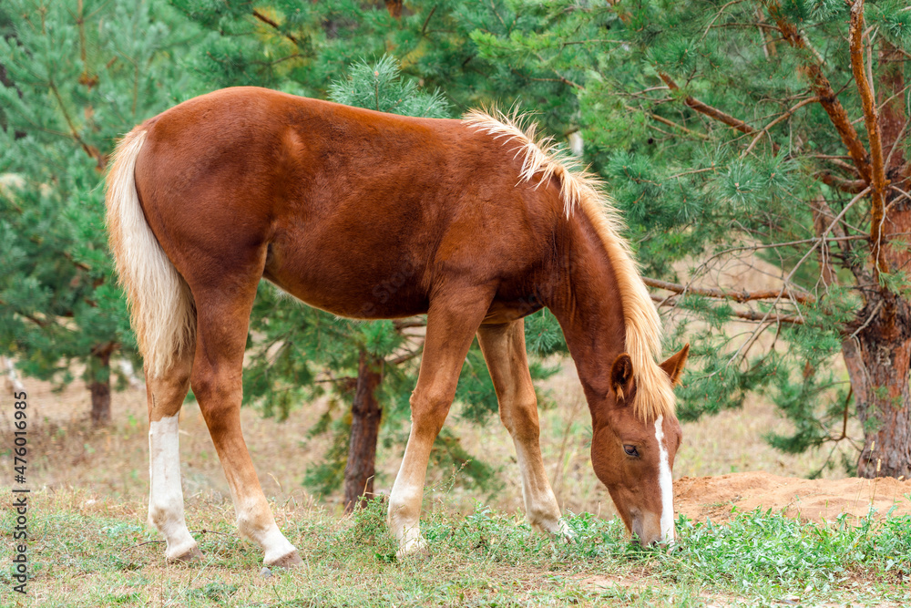 Fototapeta premium A young brown foal eats grass in a field near pine trees