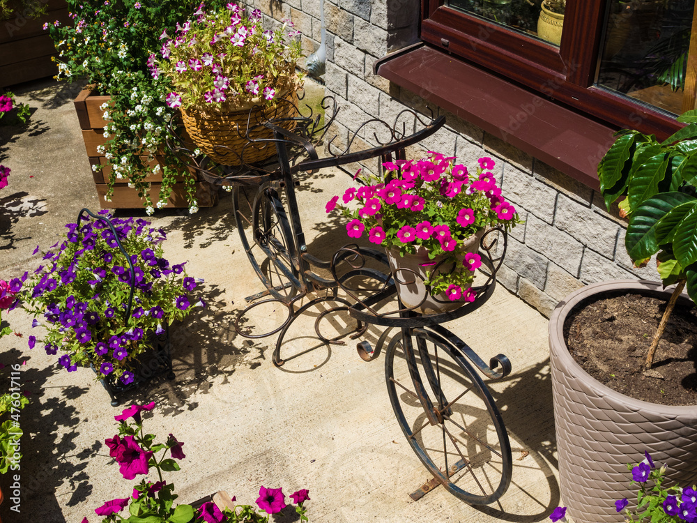 An iron decorative bike stands with beautiful flowers in pots. Rosa Khutor