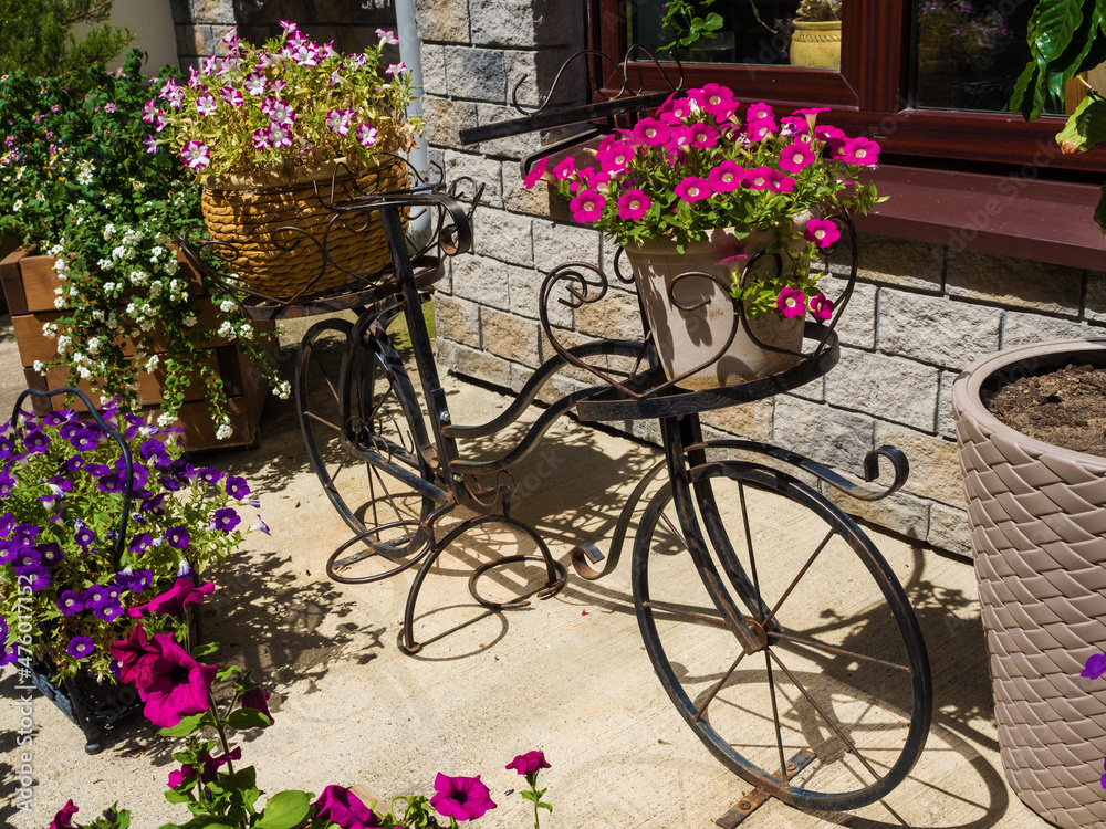 An iron decorative bike stands with beautiful flowers in pots. Rosa Khutor