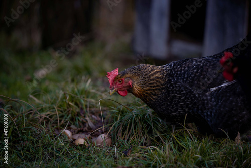 Shallow focus close up of a chicken hen looking at effs on the grass ground photo