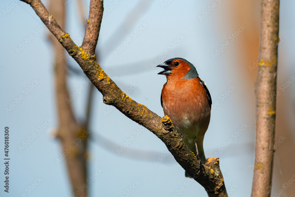 Common chaffinch-Songbird of the finch family.
Common chaffinch-Songbird of the finch family.