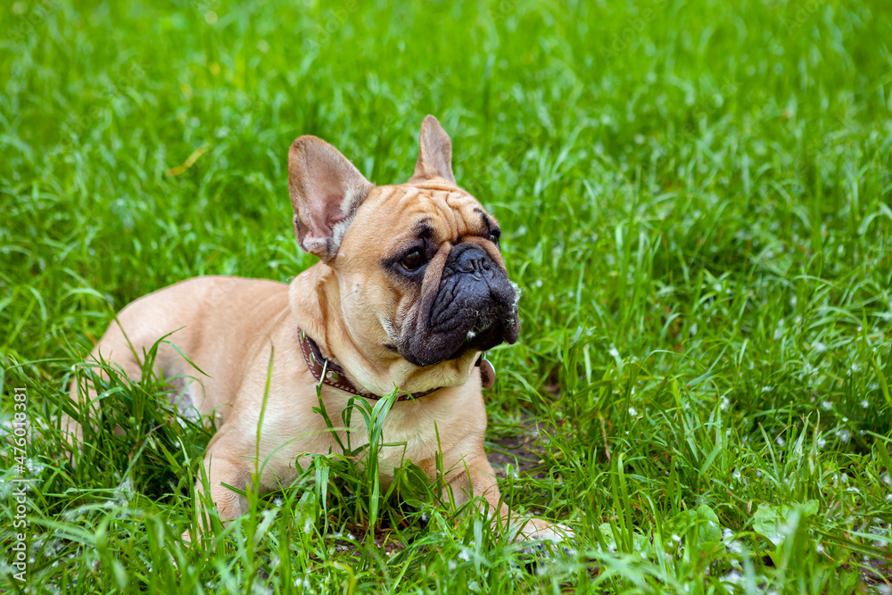 French bulldog playing on the grass.

