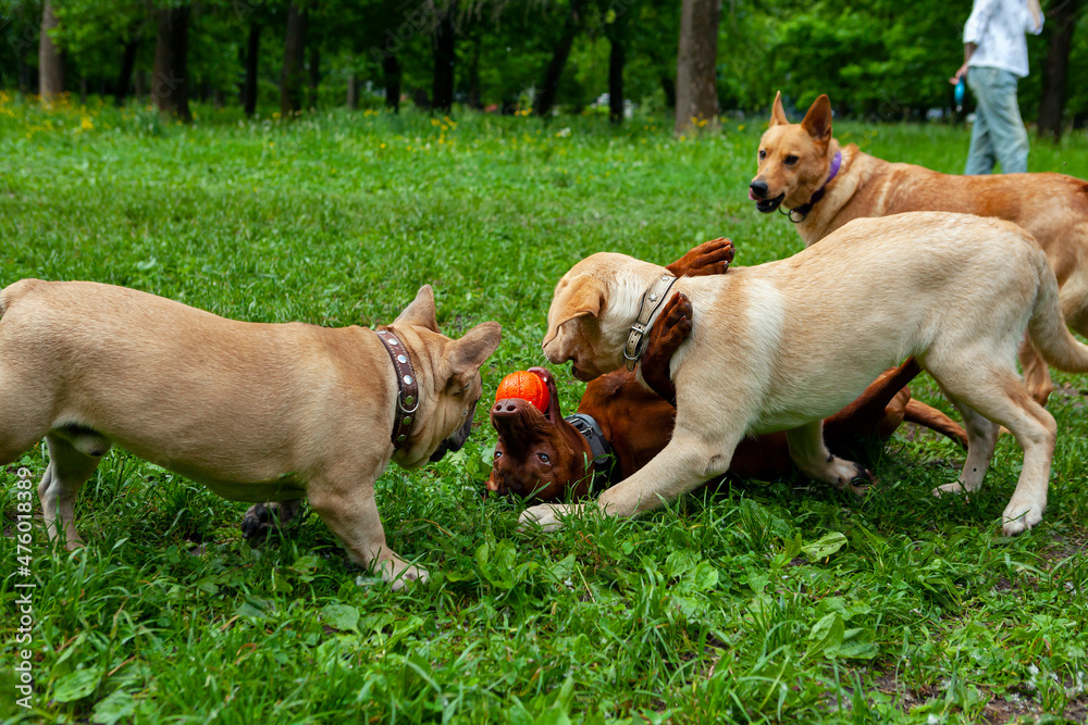 Dogs in the park playing with a ball Dogs in the park playing with a ball