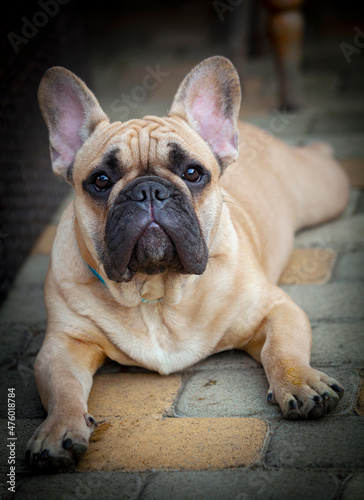 The French bulldog is resting in the summer at the dacha.
