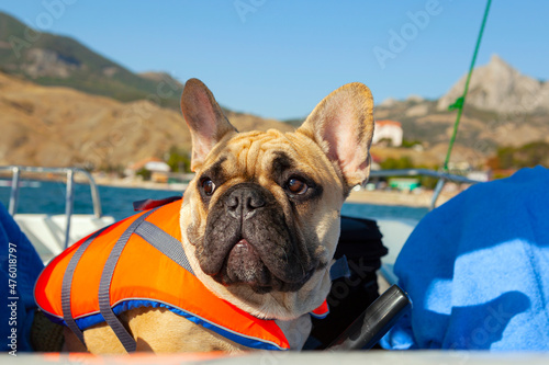 Fototapeta Naklejka Na Ścianę i Meble -  French bulldog lifeguard at sea.
