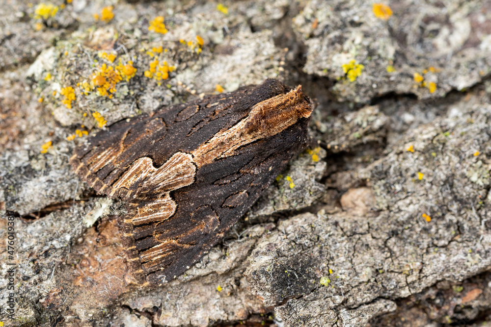 Birds Wing moth on bark