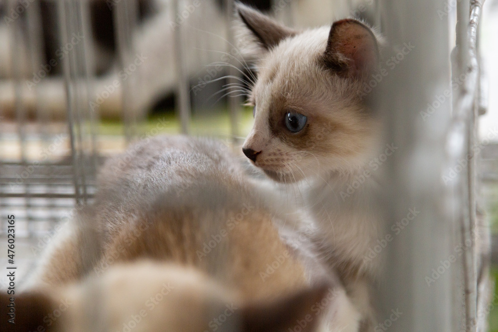 Um gato dentro de uma gaiola em uma feira de adoção de animais resgatados.