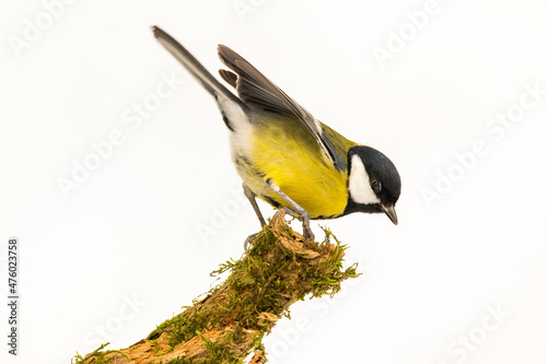 фотографія Great tit (Parus major), single bird on branch in snowy woodland, Winter, Sloven