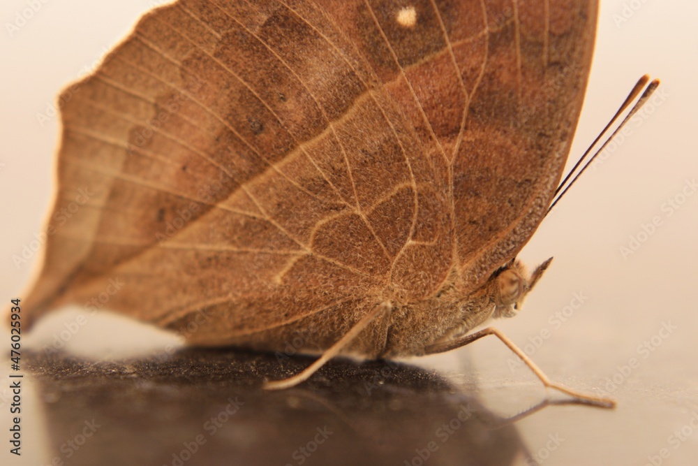 Naklejka premium A butterfly on the floor with zoom in the face