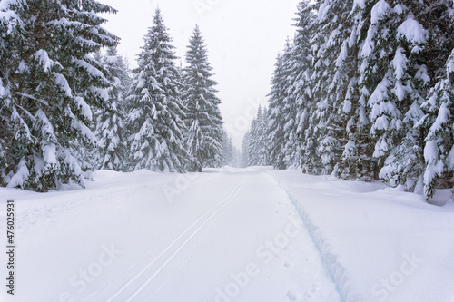 Winter forest landscape with falling snow, no people. Winter in the mountains. Tyrol, Alps, Austria, Europe. © msnobody