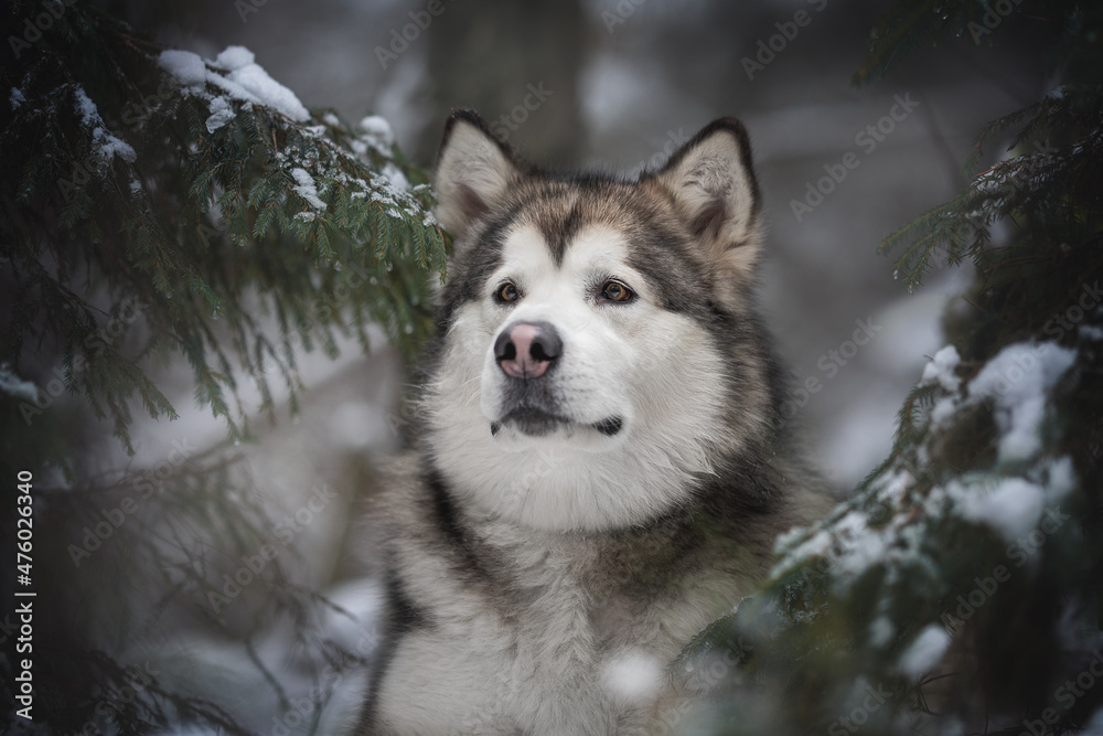 Naklejka premium Close-up portrait of a powerful Alaskan Malamute dog among snow-covered spruce branches against the background of a frosty winter coniferous forest. Looking up