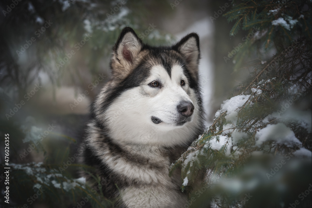 Naklejka premium Close-up portrait of a powerful Alaskan Malamute dog among snow-covered spruce branches against the background of a frosty winter coniferous forest. Looking away