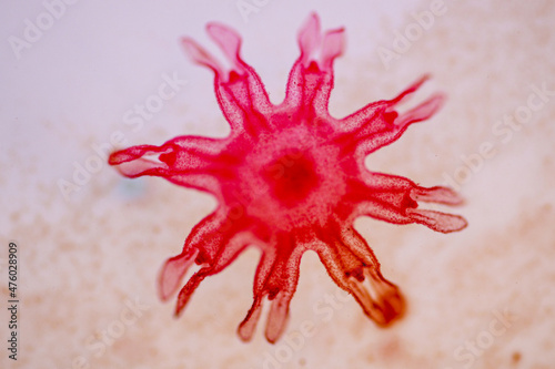 Hydra is a genus of small, fresh-water animals of the phylum Cnidaria and class Hydrozoa under the microscope for education.'' photo